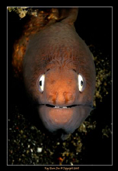 Probably the cutest expression I have ever seen on a Mora... by Kay Burn Lim 